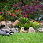 Quinta Do Pe Descalco 4*