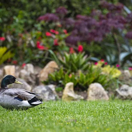 Quinta Do Pe Descalco Panzió 4*