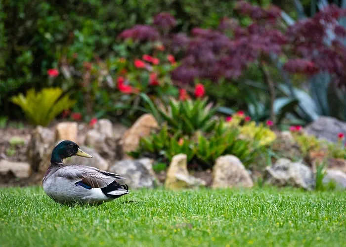 Quinta Do Pe Descalco Guesthouse Sintra 4*