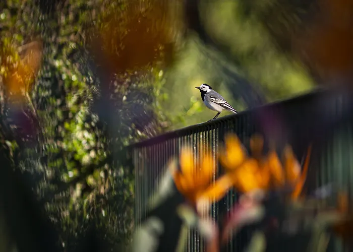 Quinta Do Pe Descalco Guesthouse Sintra 4*